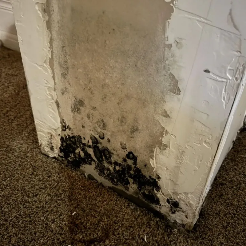 Professional Mold Removal in Summerfield, NC